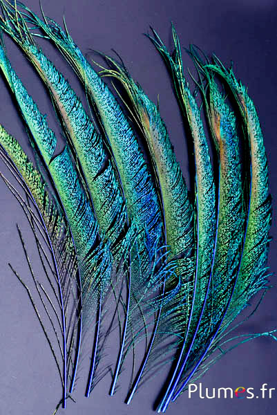Paon bleu sabre - 30-38 cm - bleu